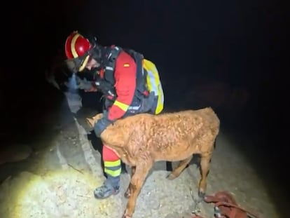 300.000 kilos de forraje para abastecer las explotaciones ganaderas en los incendios de Madrid