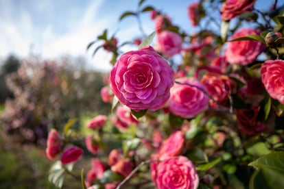 En el jardín botánico de Jean Thoby se pueden admirar 2.000 variedades de camelia.