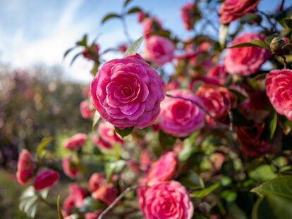 En el jardín botánico de Jean Thoby se pueden admirar 2.000 variedades de camelia.