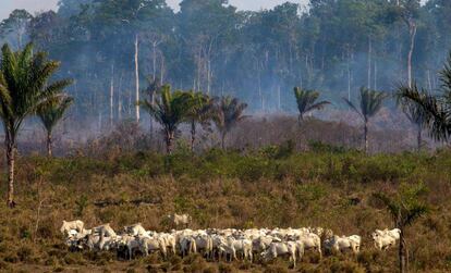 Una zona afectada por los incendios de agosto en la Amazonía, cerca de Novo Progresso (Brasil).