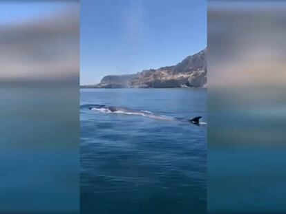 La ausencia del ruido humano atrae a ballenas y delfines a las costas españolas