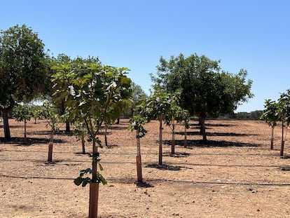 Plantación de higueras, en Son Mut Nou, Mallorca.