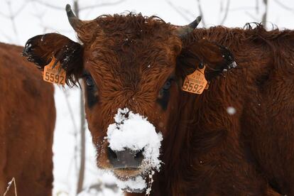 Una vaca con nieve sobre la nariz en Celliers, Alpes franceses, el 6 de noviembre de 2017.  