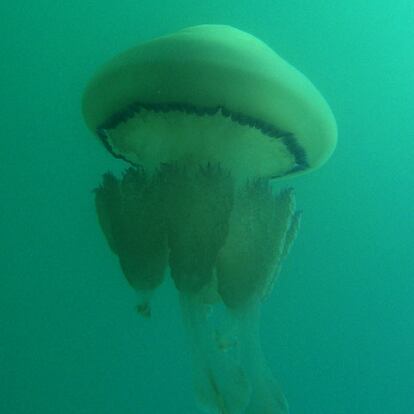 Medusa <i>Rhizostoma pulmo,</i> típica del Mediterráneo.