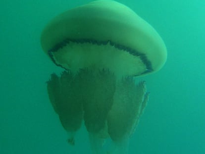 Medusa <i>Rhizostoma pulmo,</i> típica del Mediterráneo.