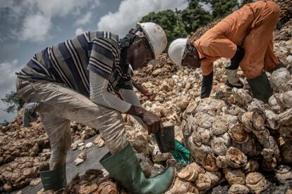 Los trabajadores de Ghana Rubber Estate Ltd (GREL) recolectan caucho seco en Apemenyim, Región Occidental de Ghana. El cacao es la mayor exportación agrícola de Ghana, Durante décadas, las exportaciones agrícolas se han basado en el cacao, pero el gobierno dice que aumentar sus exportaciones de otros cultivos creará más empleos en el campo.