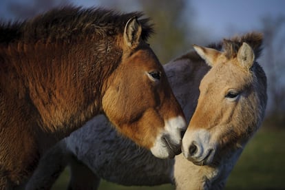 Dos caballos de Przewalski, en el Parque Nacional de Hortobagy, cerca del municipio del mismo nombre, a 184 kilómetros al este de Budapest, Hungría, el 19 de noviembre.