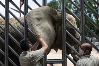 Dos cuidadores del Zoo hacen ejercicios diarios como el tocamiento de las orejas para que la elefanta Susi pueda ser tratada por veterinarios sin problemas.