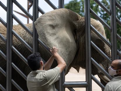 Dos cuidadores del Zoo hacen ejercicios diarios como el tocamiento de las orejas para que la elefanta Susi pueda ser tratada por veterinarios sin problemas.