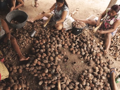 Mujeres quiebran cocos para extraer almendras de las que producen distintos productos en Sumaúma, una comunidad rural al norte de Tocantins, Brasil.