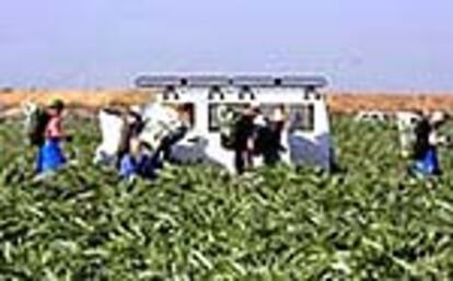 Inmigrantes trabajando en campos de alcachofas murcianos, el pasado martes.