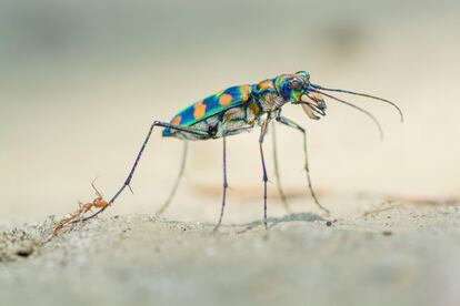 'La última picadura' muestra dos voraces predadores. La cucaracha rivereña tigre gigante sigue a sus presas en el suelo, frente a las hormigas tejedoras suelen permanecer en los árboles. Su encuentro puede acabar mal: cuando una colonia de hormigas salió a cazar pequeños insectos en un cauce seco en la reserva de tigres Buxa (la India), una cucaracha comenzó a cazar algunas de las hormigas, pero una de ellas se las ingenia para morderla en una de sus patas traseras. La imagen forma parte de un reportaje más amplio, que ha ganado en la categoría de "Portafolios".