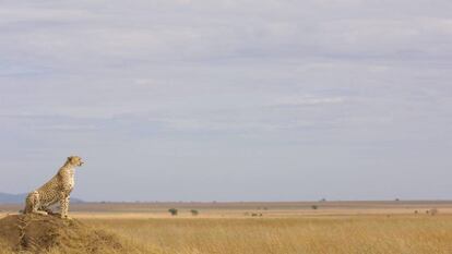 Los guepardos tienen territorios hasta 100 veces mayores que los leones.