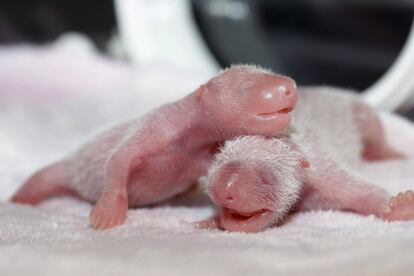 Una pareja de cachorros gemelos de panda gigante en una incubadora en el centro de investigación del Panda Gigante de Chengdu, en la provincia china de Sichuan.