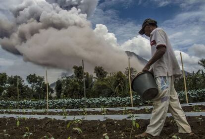 Las zonas que rodean al volcán son fundamentalmente agrícolas. Un granjero indonesio atiende sus cultivos cercanos al Monte Sinagur en las Isla indonesia de Sumatra.