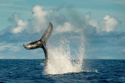 Melville menciona en ‘Moby Dick’ a marineros reclutados en medio del Atlántico, aguerridos y certeros con el arpón, que hablaban una lengua extraña. En la foto, una ballena jorobada en aguas de Azores.