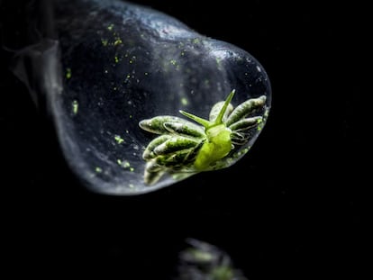 Um nudibrânquio verde dentro de uma bolha em Green Island, Taiwan.