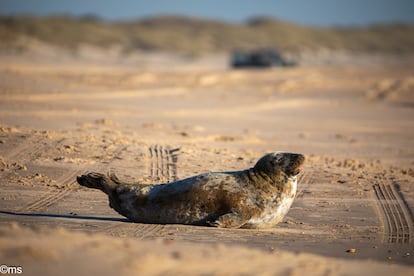 Foca gris parque nacional de Doñana