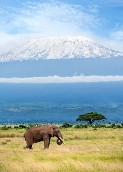 El parque nacional de Amboseli es famoso por sus manadas de elefantes.