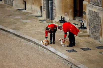 Los perros de la raza corgis, pertenecientes a la reina Isabel II, en el patio de armas del castillo de Windsor. 