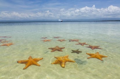 Centenares de estrellas de mar rojas y naranjas de la especie Oreaster reticulatus se concentran en la playa de Boca del Drago, al noroeste de la isla de Colón, en el archipiélago panameño de Bocas del Toro. En Panamá existen 414 especies de equinodermos (categoría taxonómica que también engloba los erizos de mar, las ofiuras y las holoturias), entre ellos 83 tipos de estrellas de mar, animales de simetría pentarradial con cinco brazos dotados de pies ambulacrales que les permiten moverse por el fondo o adherirse a las rocas. A la playa de las estrellas se llega en barco o por carretera desde Bocas, al sur de la isla, accesible por avión desde Ciudad de Panamá o en ferry desde Almirante, en tierra firme. / Isidoro Merino