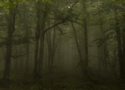 Floresta nativa próxima a Orduña (Biscaia na Espanha), onde nasceu o fotógrafo Fernando Moleres, que tirou esta foto em 2020.