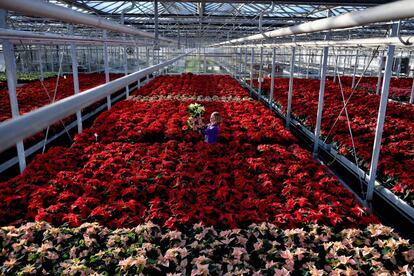 Una mujer sujeta una planta de Poinsettia, comúnmente conocida como flor de navidad —lista para ser enviada—, en un jardín de Loanhead (Escocia).