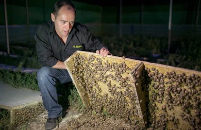 Miguel Ángel Toledo explota una pequeña granja de caracoles en Olvera (Cádiz).