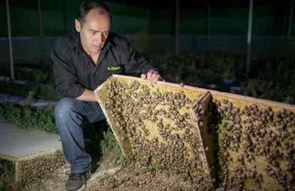 Miguel Ángel Toledo explota una pequeña granja de caracoles en Olvera (Cádiz). 