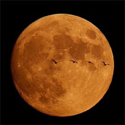 Una bandada de pájaros cruza la Luna en el horizonte, esta noche en un parque natural de Wisconsin (EE UU).