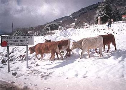 Un grupo de vacas en la sierra madrileña.