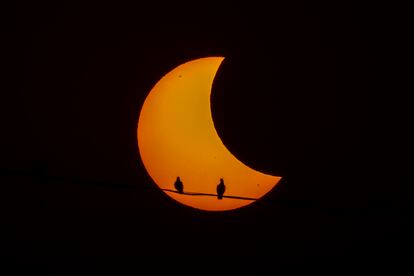 Palomas silueteadas mientras el sol forma una media luna durante un eclipse solar parcial en Nueva Delhi, India. 