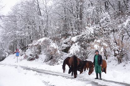 Un hombre saca a pastorear a sus caballos por el monte cubierto de nieve, este jueves, en Caso, Asturias. La bajada de las temperaturas y las abundantes nevadas ha provocado que se precisen medidas extraordinarias en algunas carreteras del norte de España.