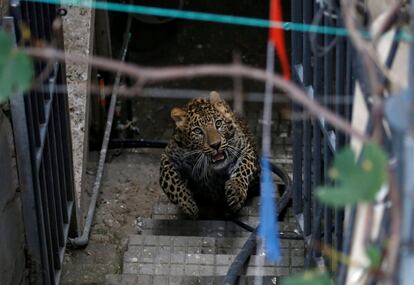 Un leopardo salvaje corre por el recinto de una vivienda antes de ser anestesiado por trabajadores del Zoo Central de Katmandú (Nepal).