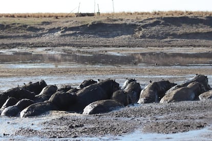 Hipopótamos en el estanque de Rungara, en la zona de conservación de Salambala, (Zambezi, Namibia), convertido en un charco de lodo por la sequía, el 23 de agosto. Imagen cedida.