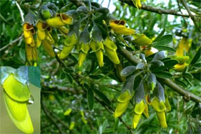 Flores de Anagyris foetida