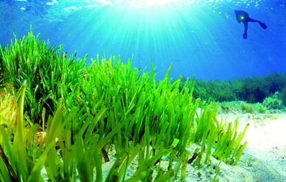 Buceo entre posidonias en Baleares.