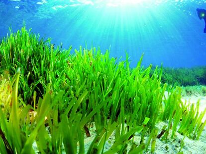 Buceo entre posidonias en Baleares.