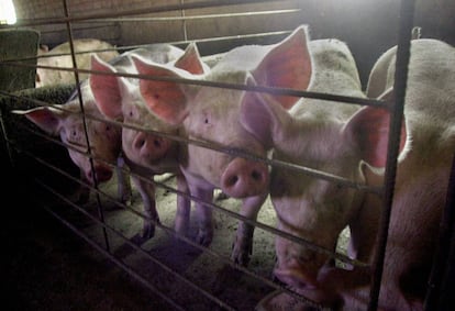 Cerdos estabulados en una explotación intensiva.