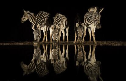 Charl Senekal fotografió este grupo de cebras en un río de Zimanga, en el sur de África, durante la estación seca.