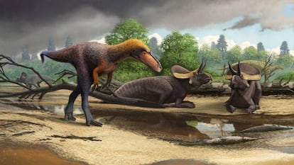 Reconstrucción del tiranosaurio 'Suskityrannus hazelae'.