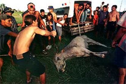 Un grupo de argentinos se apodera de una vaca tras accidentarse el transporte.
