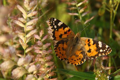 Ejemplar de mariposa Vanessa cardui en el Chad.