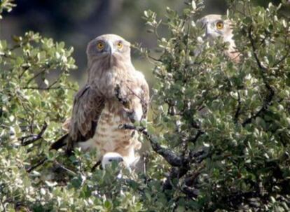 Pareja y pollo de águila culebrera.