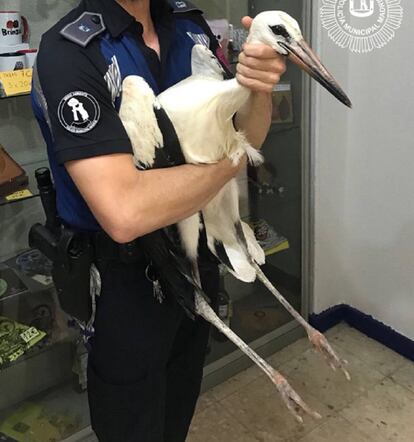 Una cigüena en dependencias policiales tras ser rescatada en mitad de la ciudad.