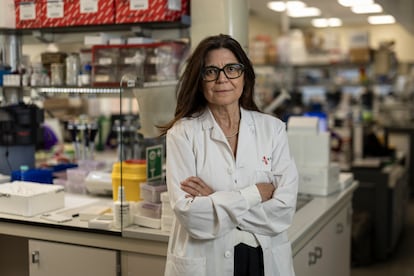 Susana Puig, nueva directora del Idibaps, en uno de los laboratorios del centro de investigación, en Barcelona. 