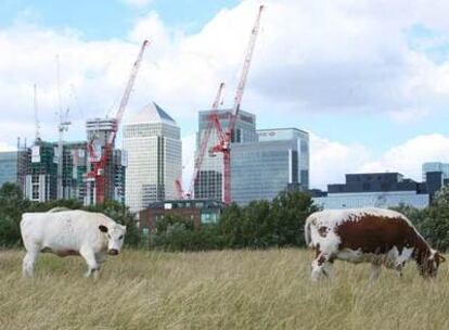 Dos vacas pacen en los prados de Mudchute Farm, en el corazón del Canary Wharf, moderno marco de rascacielos de cristal y acero de la capital inglesa.