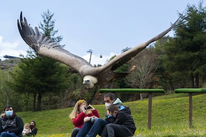 Un buitre leonado vuela sobre las cabezas de los visitantes del parque de la Naturaleza de Cabárceno.