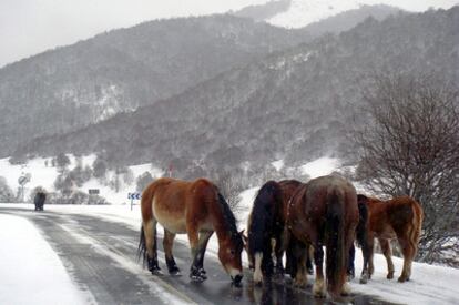 Varios caballos beben agua en un charco de una carretera del puerto leonés de las Señales donde el temporal de nieve y frío dificulta la circulación.