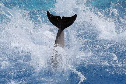 Un delfín salta en la piscina del parque temático Marineland, en la ciudad francesa de Antibes.